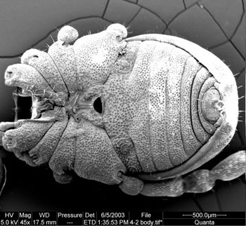 Media type: image;   Invertebrate Zoology 134641